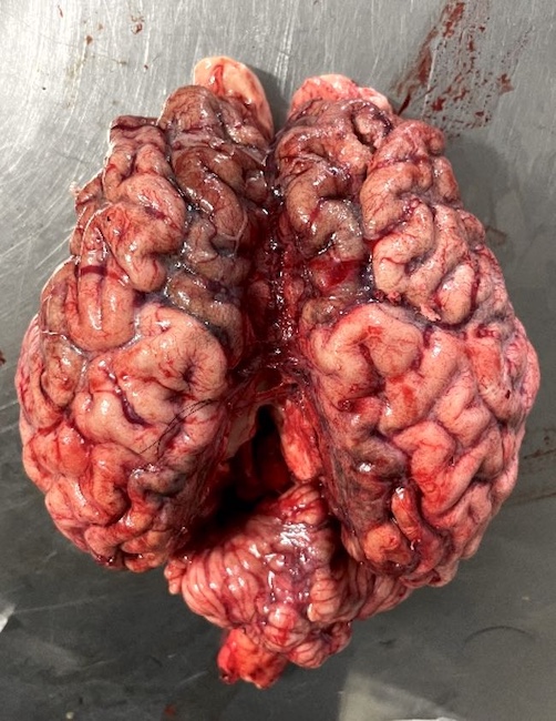 Image of bovine brain excised