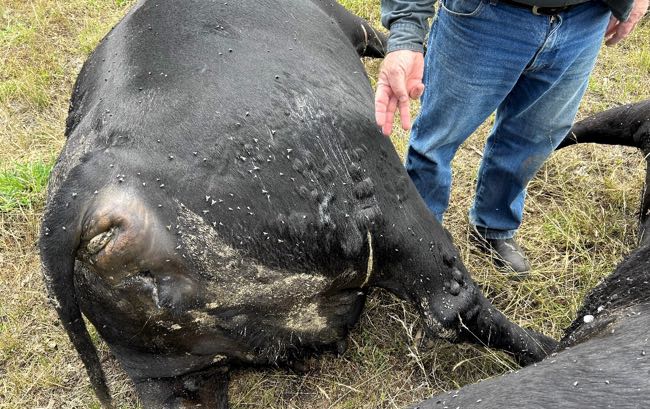 Image of dead black cows with bubbles under the skin