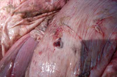 Image of perforating ulcer on abomasal serosal surface