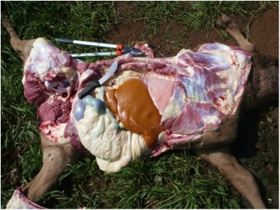 Image of post-mortem on calf