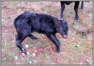 Image of standing, deformed live calf