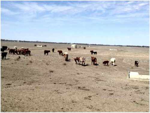 Image of cattle in bare paddock near water trough