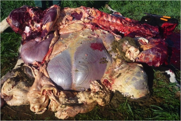 Image of bovine <em>post-mortem</em> abdominal cavity