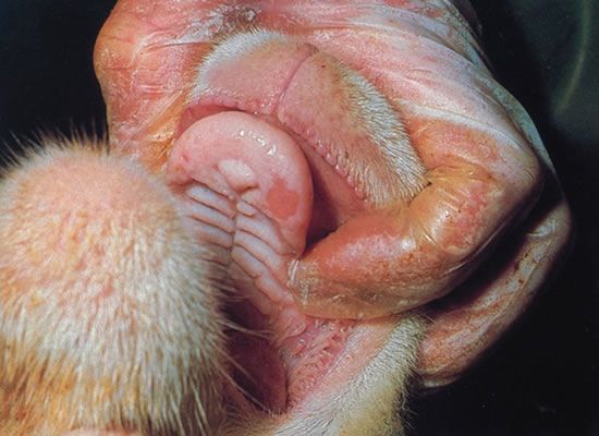 Image of ovine mouth with dental pad lesions