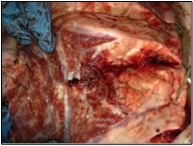 Image of cut bovine lung post-mortem