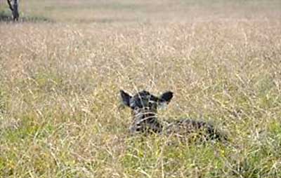 Image of calf lying in long grass