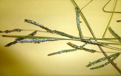 Image of paspalum plants with infected heads