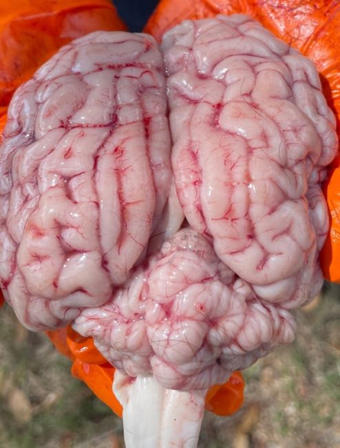 Image of calf brain at post-mortem