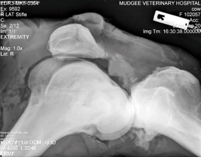 Radiograph of bovine stifle joint showing degeneration