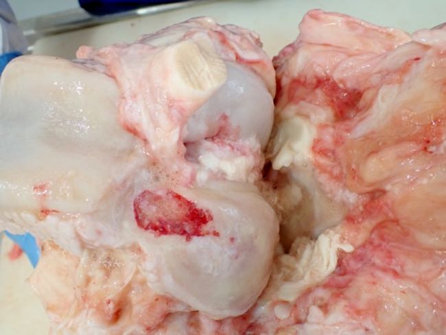 Image of bovine stifle joint post-mortem