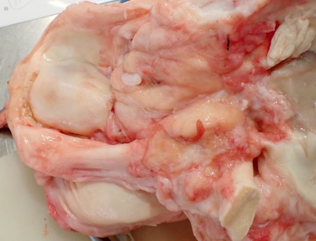 Image of bovine stifle joint post-mortem