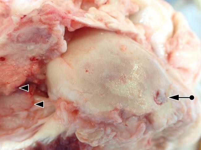 Image of bovine stifle joint post-mortem