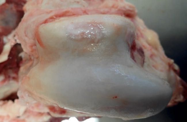 Image of bovine stifle joint post-mortem