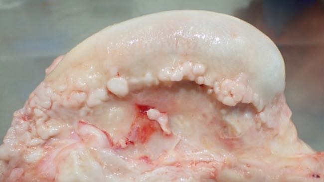 Image of bovine stifle joint post-mortem