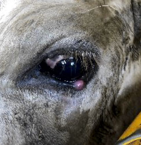 Image of cow with skin lump near eye