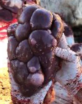Image of cow with post-mortem lumps on kidney