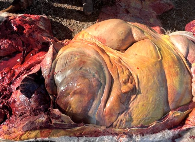 Image of bovine post-mortem showing generalised jaundice