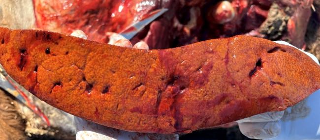 Image of bovine liver transaction showing jaundice