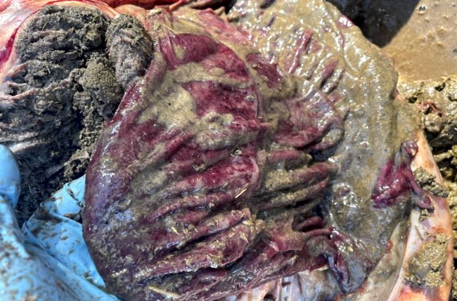 Image of bovine abomasal lining showing hyperaemia