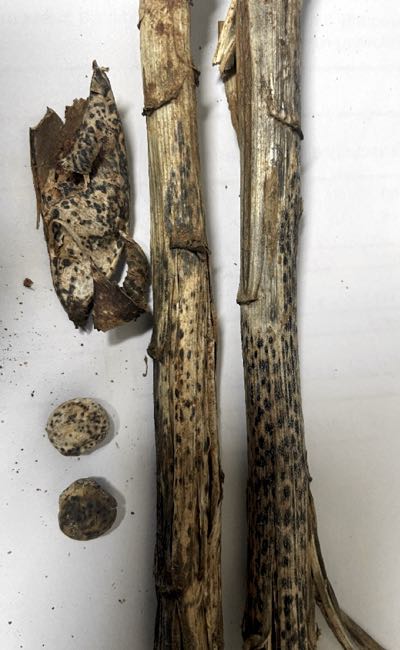 Image of drived lupin stubble showing fungal growth