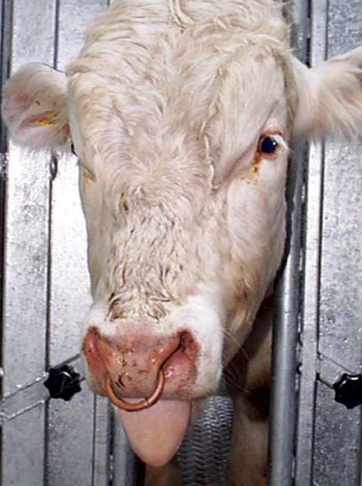 Image of cow poking out its tongue