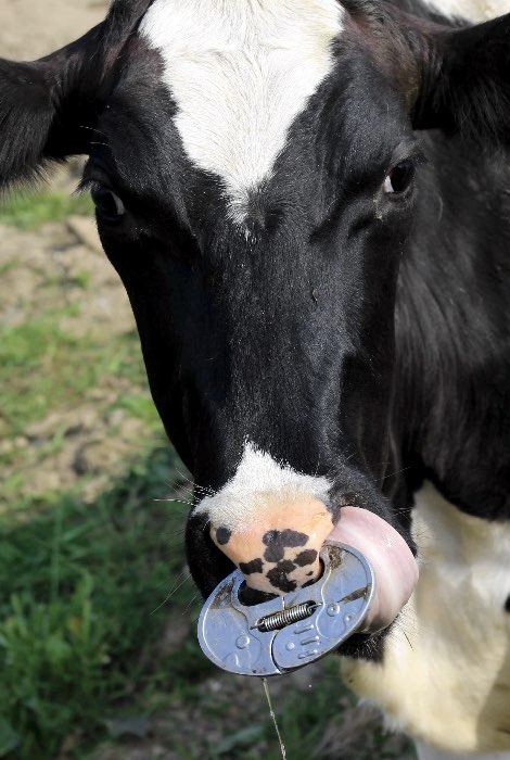 Image of cow with bulldog clip inserted in the nostrils
