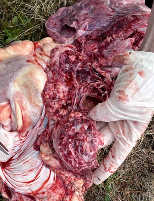 Image of bovine post-mortem showing collapsed lung