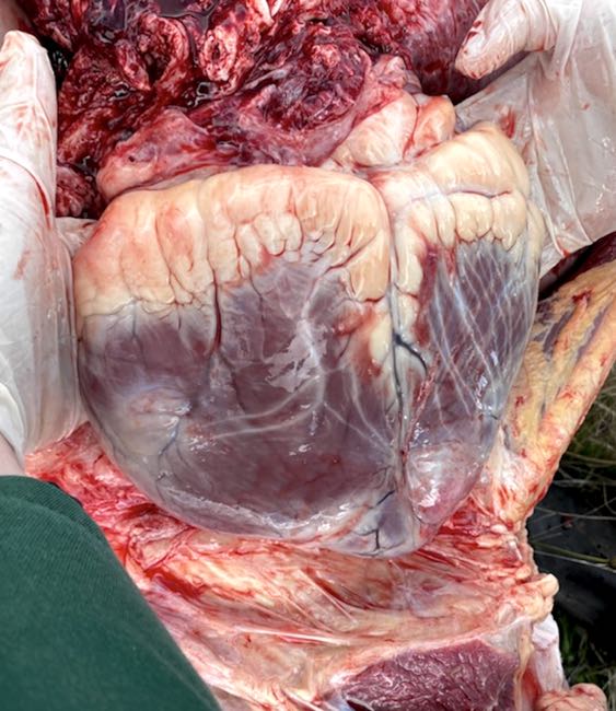 Image of bovine post-mortem showing heart