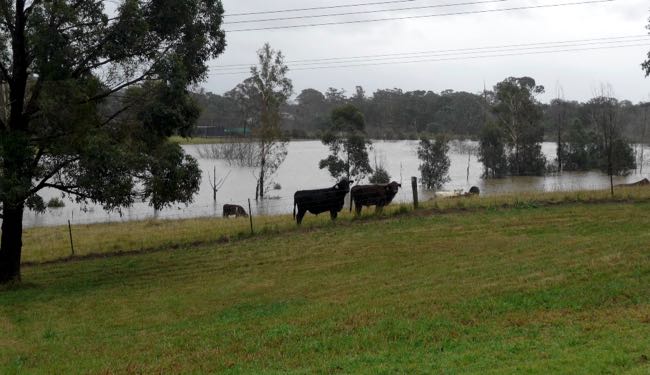 Image of cattle at pasture in flood