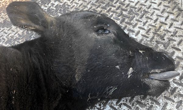 Image of a dead calf with sunken eyes