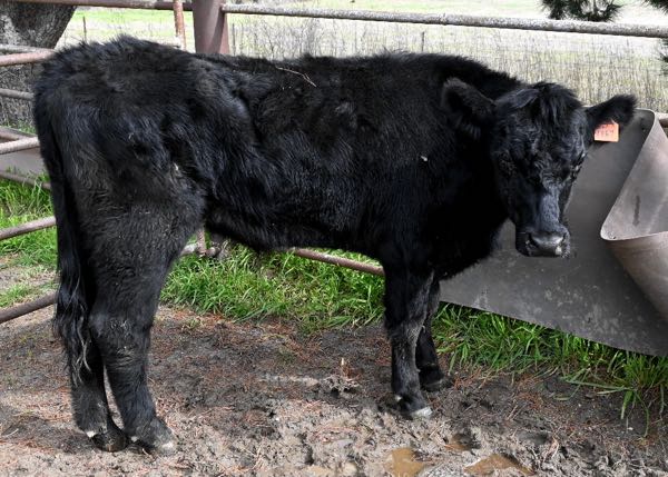 Image of thin black bovine