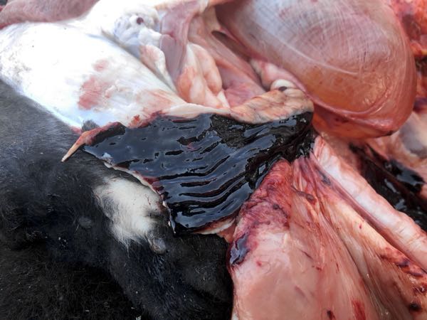 Bovine rectal lining
