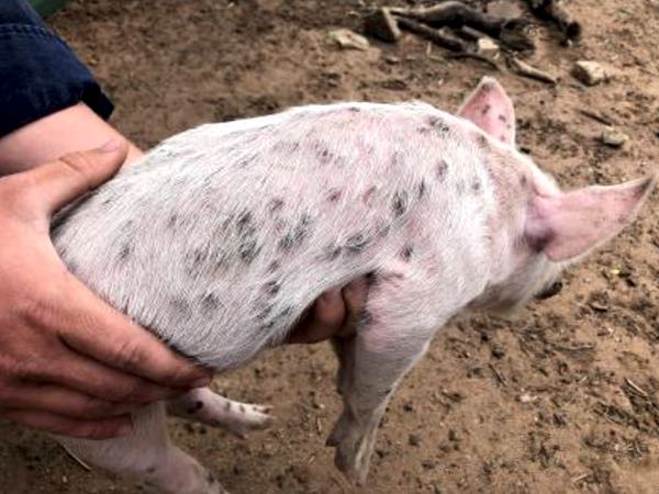 Image of piglet with spots held in a hand
