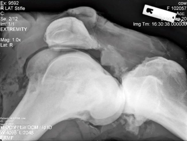 Xray of bovine stifle with lumpy bits