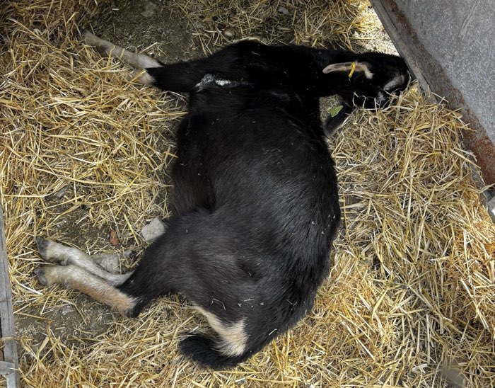 Image of a black goat lying flat out