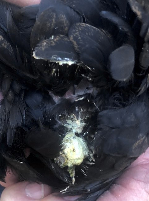 Image of white material around chicken vent
