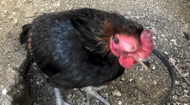 Image of chicken with closed, swollen eye