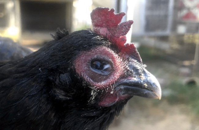 Image of chicken with white ocular discharge