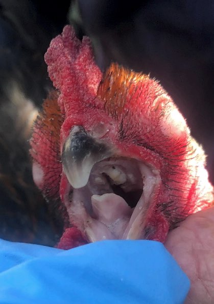 Image of caseous material in the choanal slit of hen