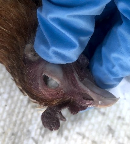 Image of caseous material across cornea of a chicken post-mortem