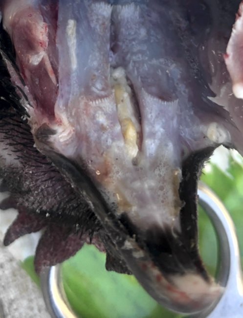 Image of caseous material in the choanal slit of a chicken