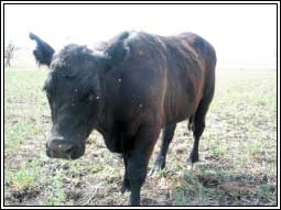 Image of black cow