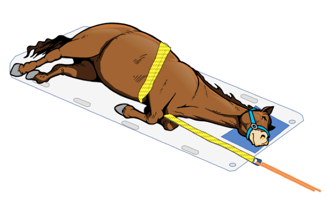 Image of horse in forward skid