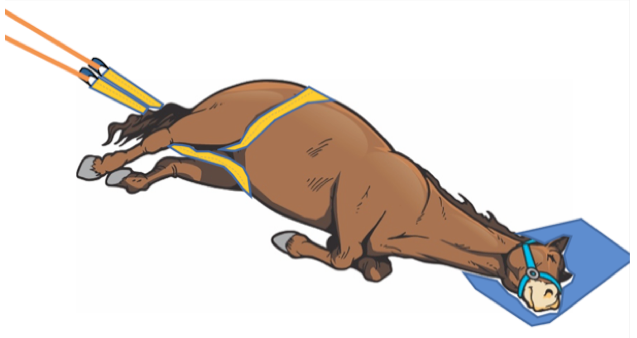 Image of horse in backwards skid