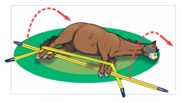 Image of horse in controlled rollover
