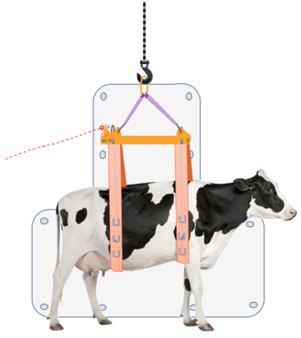 Image of cow in lift and skid