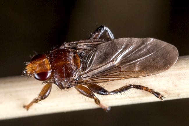 Image of wallaby louse fly