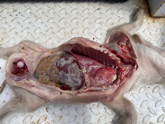 Image of piglet post mortem
