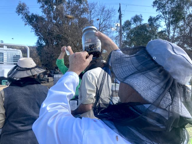 Image of man sampling bees
