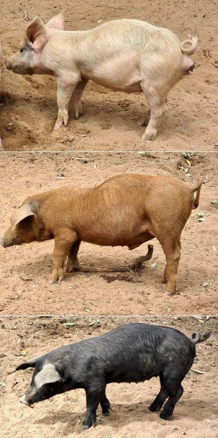 Images of weaner pigs with hunched backs